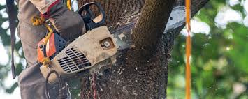 How Our Tree Care Process Works  in  West Wyomissing, PA